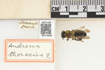 Media type: image;   Entomology 774049 Aspect: Labels